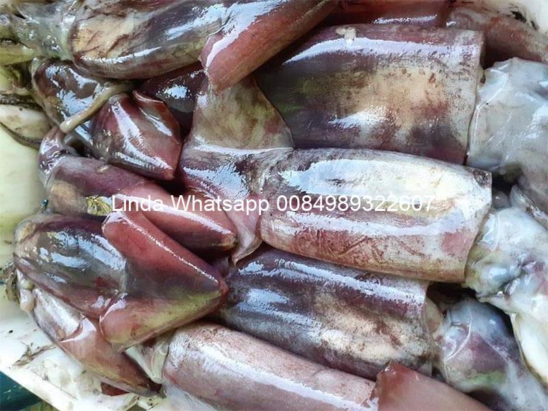 muc-xa-dai-duong-16577850017541906715385