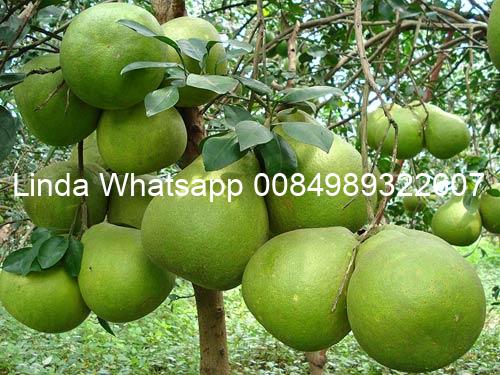 715adef12fde0a282e8f00e0424663d0